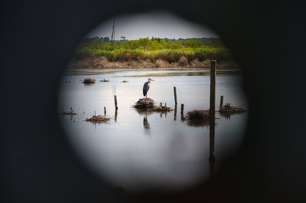 Héron cendré, observé dans la réserve ornithologique du Teich