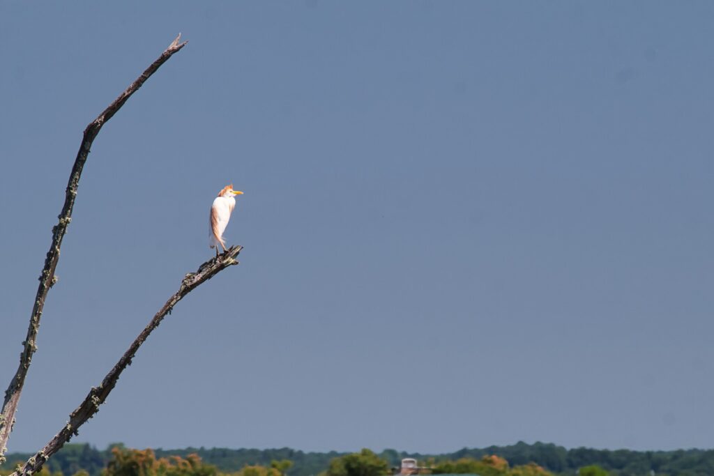 Un héron garde-boeufs sur son arbre perché...