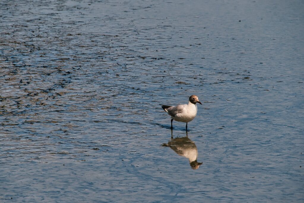 Une mouette rieuse, réserve ornithologique du Teich