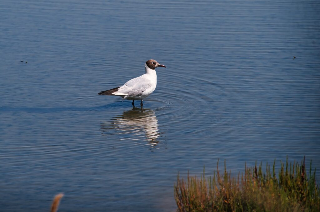 Mouette rieuse